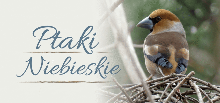 Ptaki w obiektywie Grzegorza